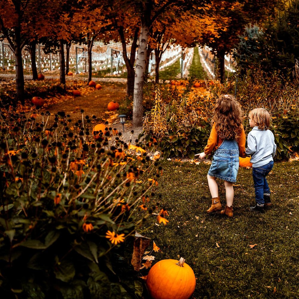 Two kids walking through the family-friendly pumpkin patch at Privato Vineyard & Winery in Kamloops, British Columbia.