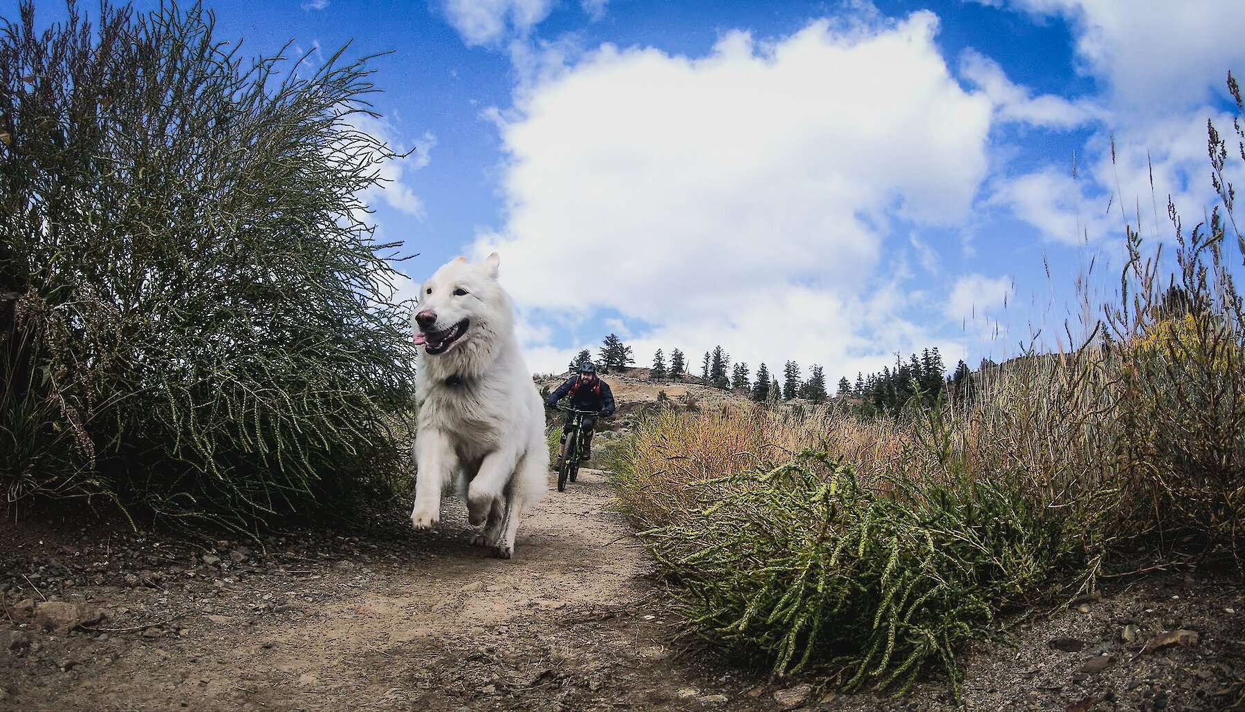 Dog running down a trail with a mountain biker following him in Kamloops, British Columbia.