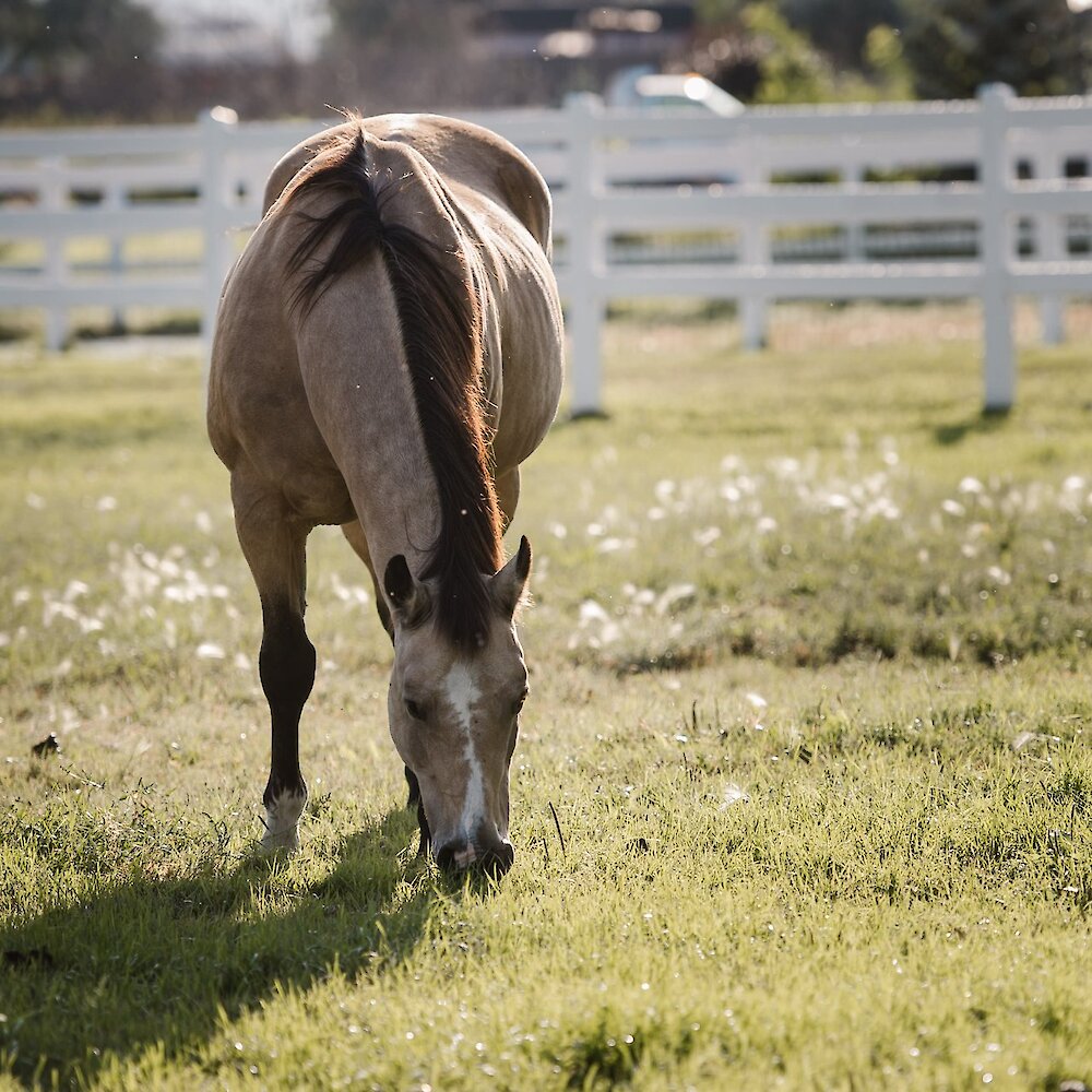 Horse gazing in a sunny meadow at the South Thompson Inn near Kamloops, BC.