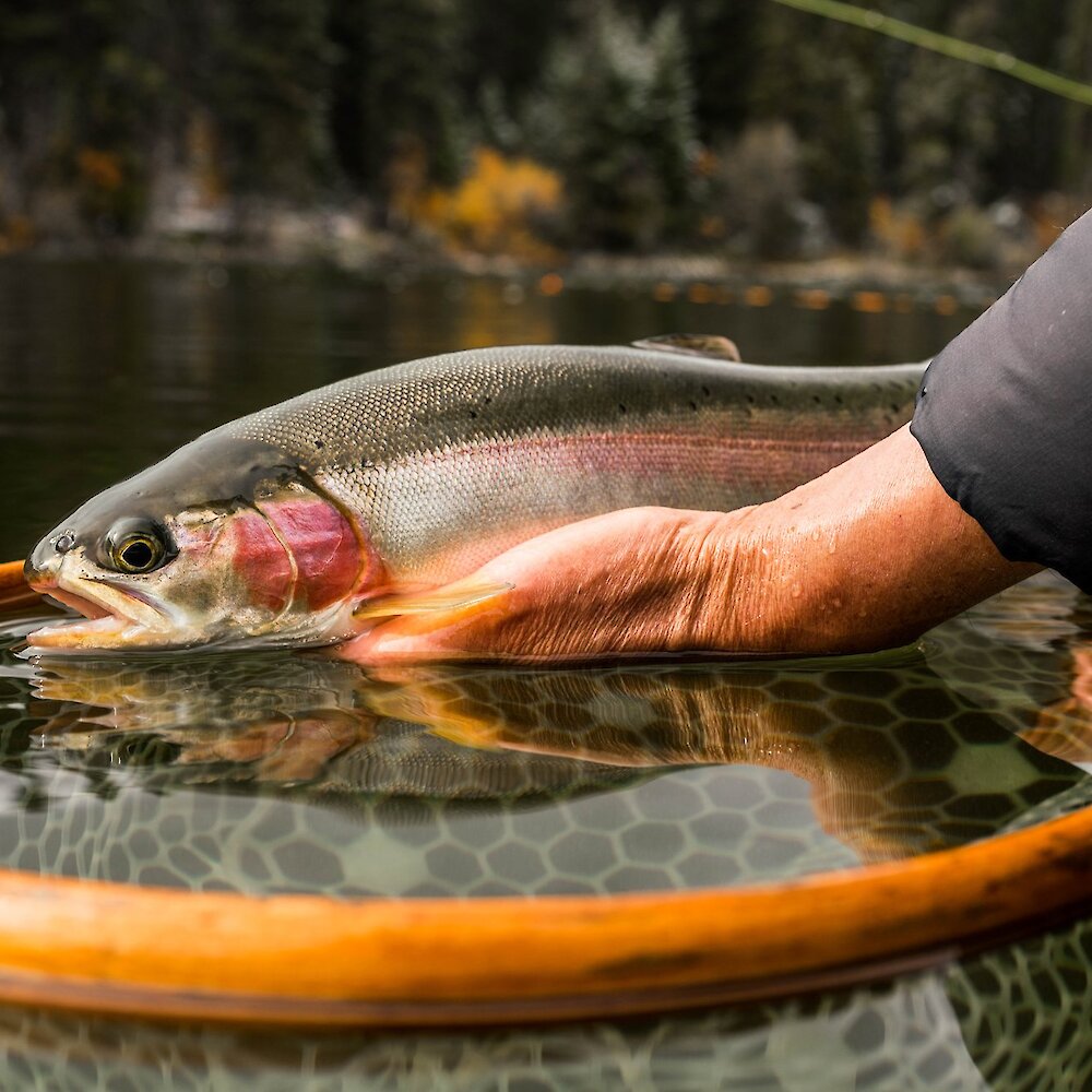 Rainbow Trout being held from a fishing net in Kamloops, BC.