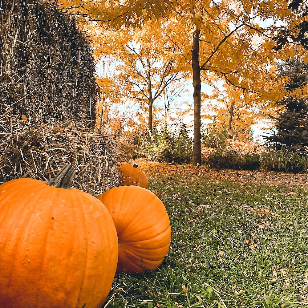 The fall pumpkin patch at Privato Vineyard and Winery in Kamloops, BC.