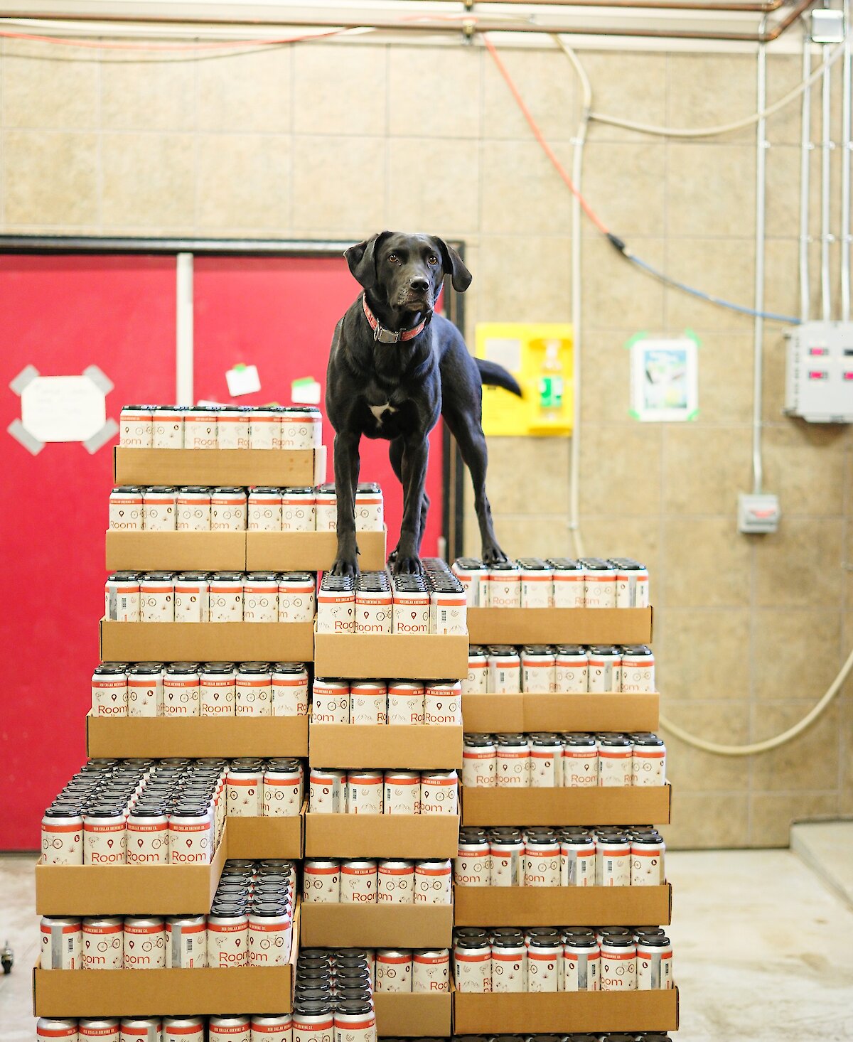 Georgia, a black Labrador Retriever wearing a red collar, posing on top of the Room to Roam beer cans at Red Collar Brewing in downtown Kamloops, BC.