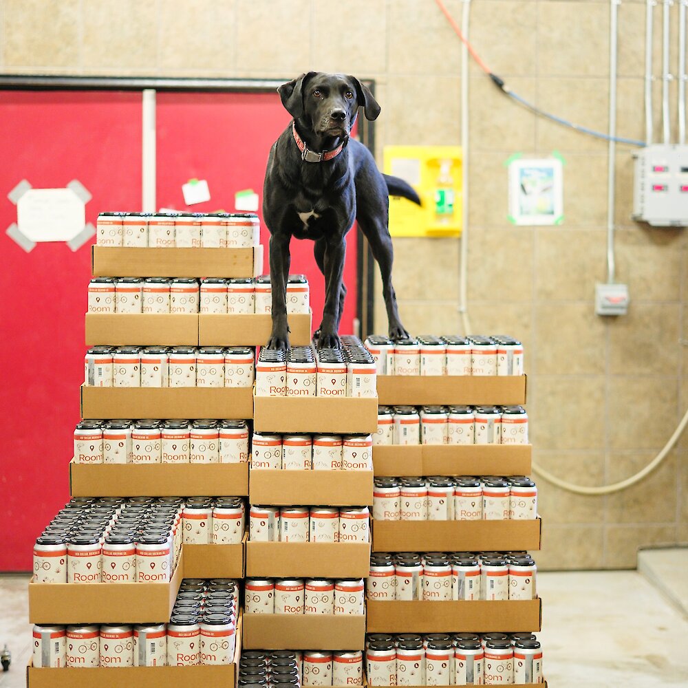 Georgia, a black Labrador Retriever wearing a red collar, posing on top of the Room to Roam beer cans at Red Collar Brewing in downtown Kamloops, BC.