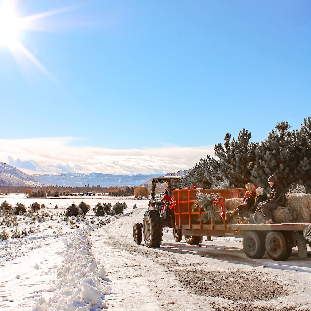 A Christmas decorated tractor driving through the Woodward Christmas Tree farm at Privato Vineyard and Winery in Kamloops, BC.