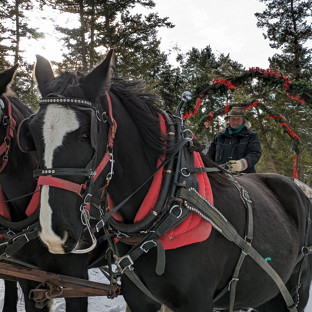 A festive horse drawn sleigh steered by Ellen at The Ranch in Pritchard, British Columbia.