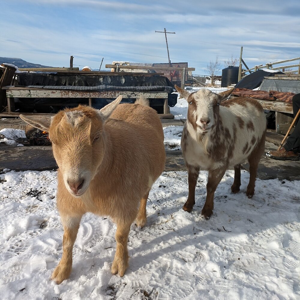 Two goals warming up near the fire at The Ranch in Pritchard, British Columbia.