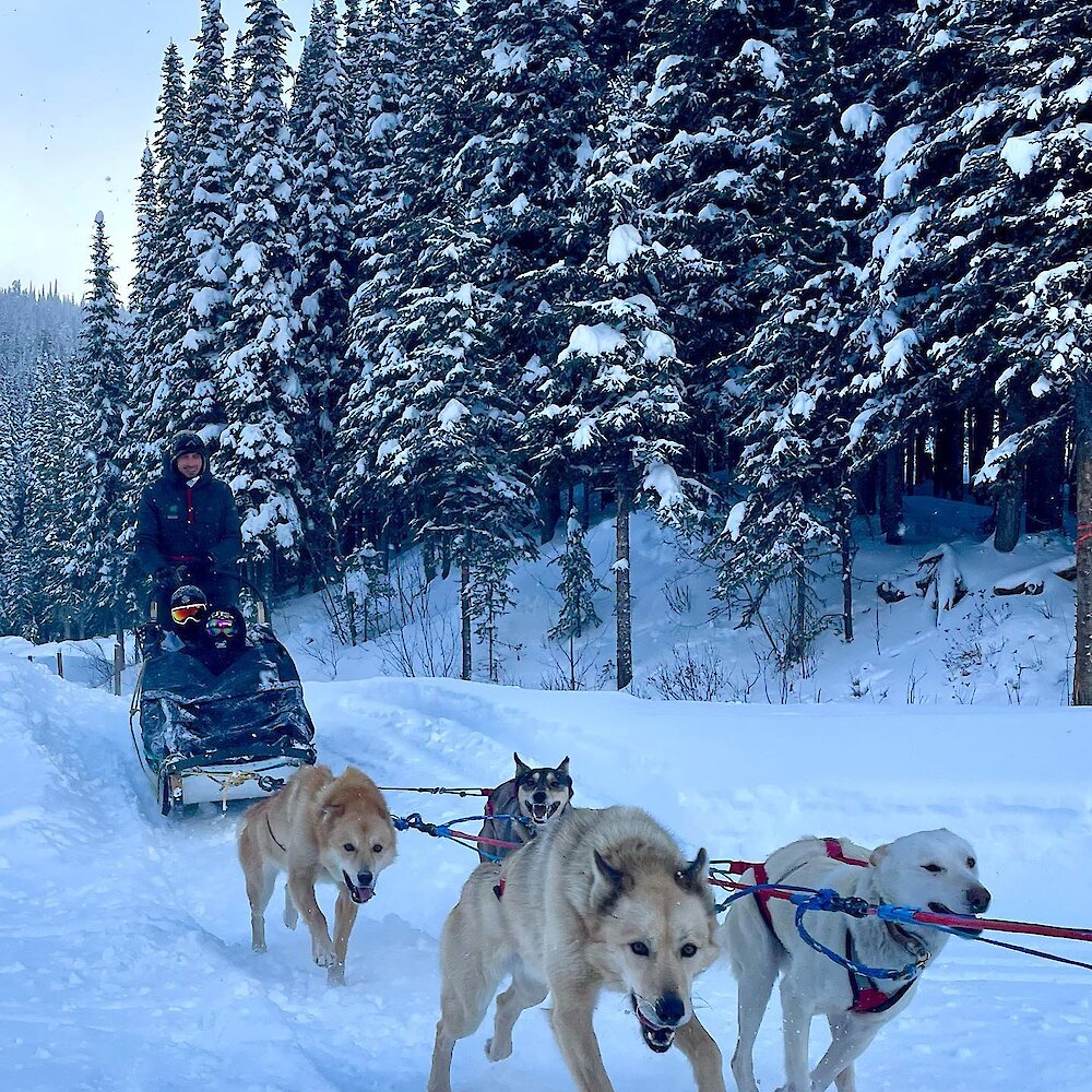 Dog sledders being pulled through along a snowy trail at Sun Peaks, BC.