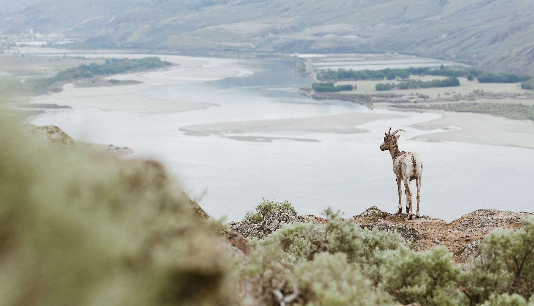 A wild sheep stands on a rocky outcrop overlooking a river.