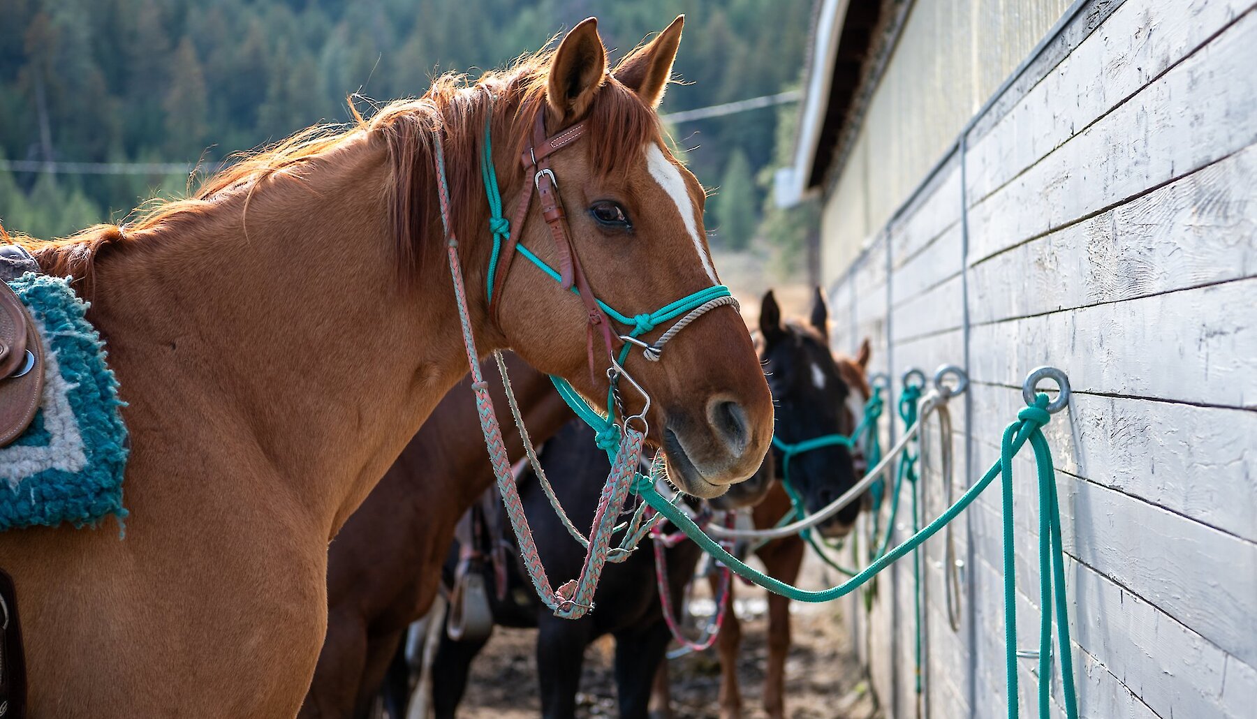 A horse geared up for riding at Erin Valley Riding Stables in Kamloops, BC.