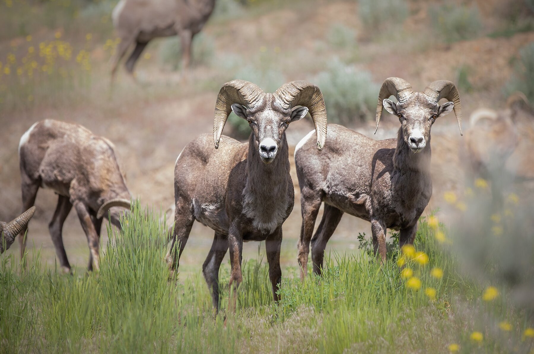 A herd of wild sheep graze on grass.