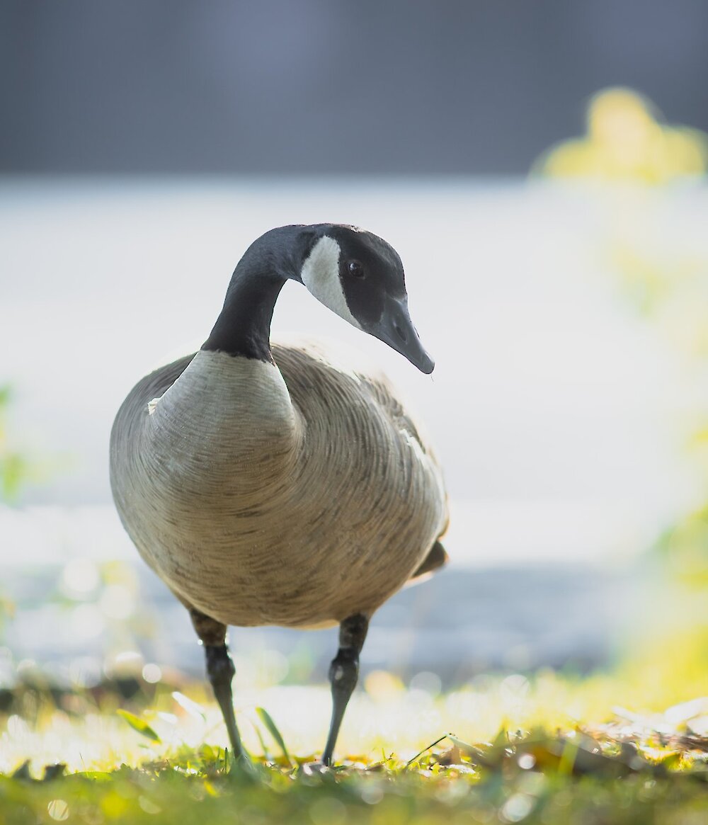 A Canadian Goose walks through a park.