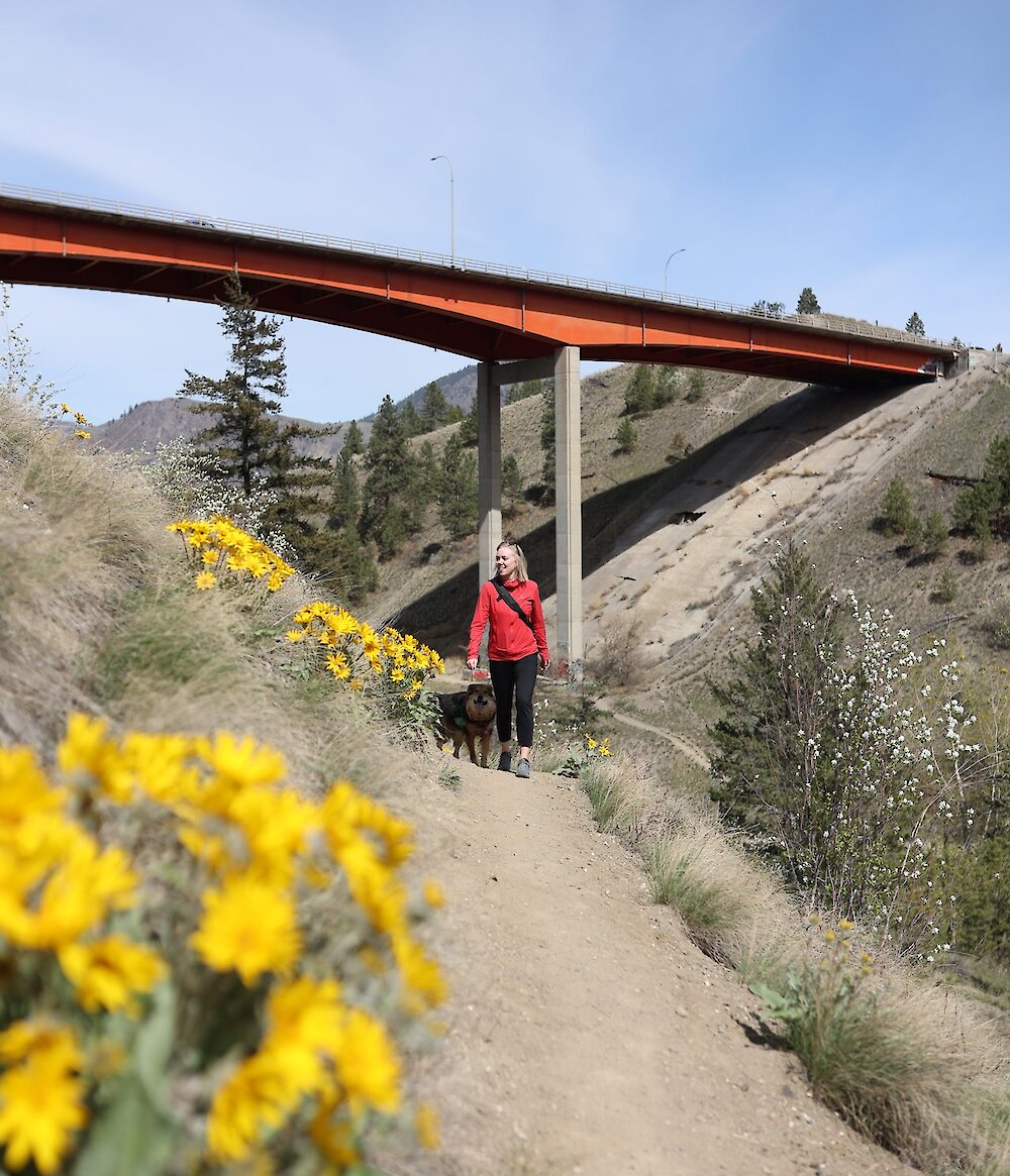 A woman walks her dog on a hillside trail in bloom.